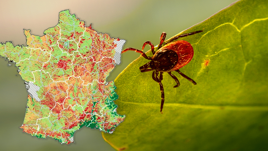maladie de lyme, tique, morsure de tique, traitement lyme